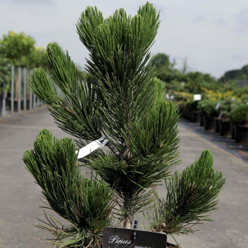 Pinus heldreichii Satellit - Pino de los Balcanes (Follaje)