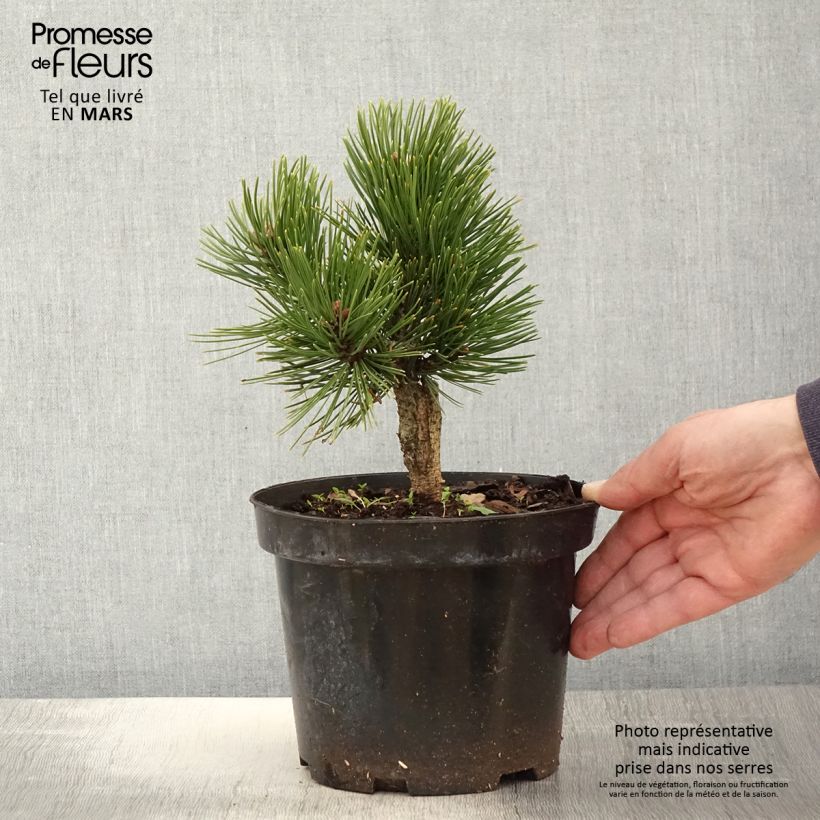 Pinus heldreichii Schmidtii - Pin de Bosnie Pot de 3L/4L Ejemplar entregado en la primavera