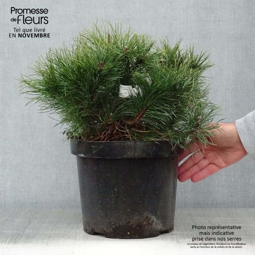 Ejemplar de Pinus mugo pumilio - Pot de 7,5L entregado en otoño