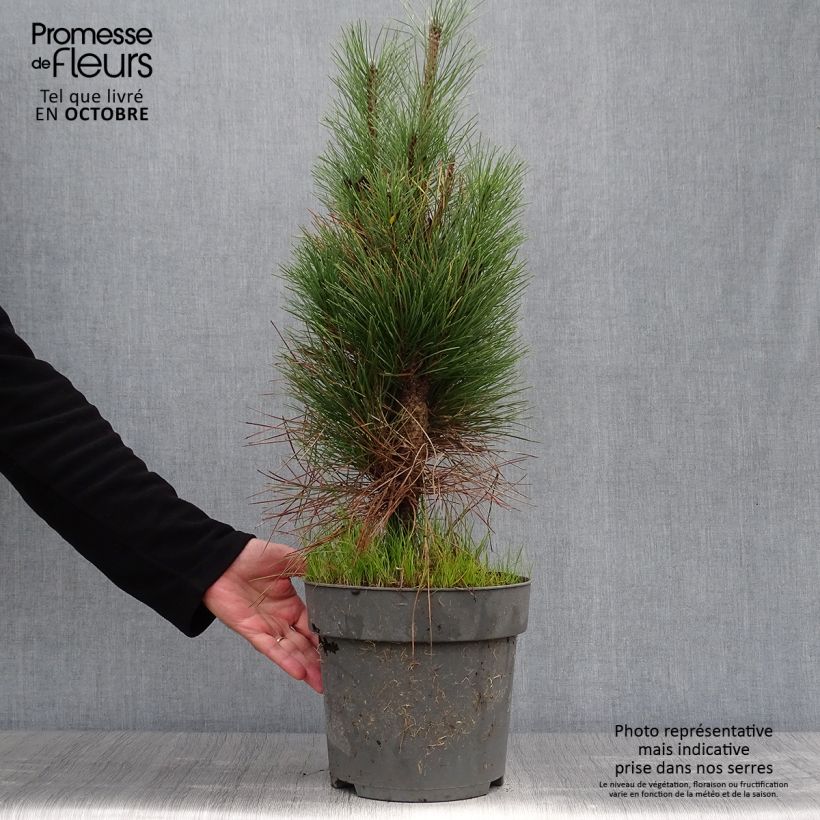 Ejemplar de Pinus nigra Green Tower - Pin noir en pot de 7,5/10L entregado en otoño