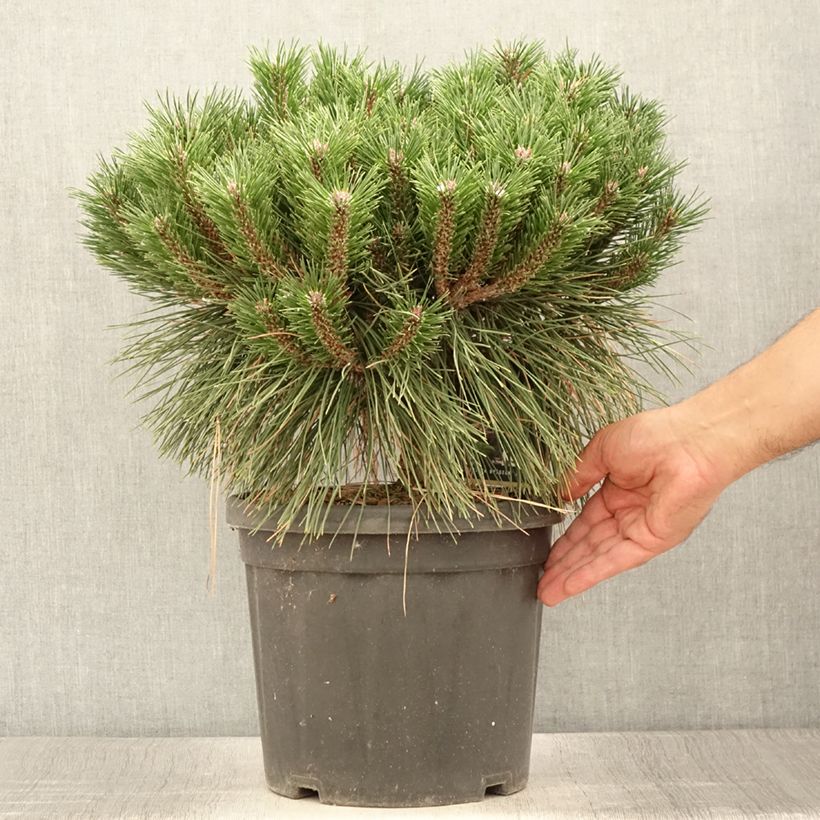 Ejemplar de Pinus nigra Pierrick Brégeon en pot de 7.5L - Pin noir entregado en verano