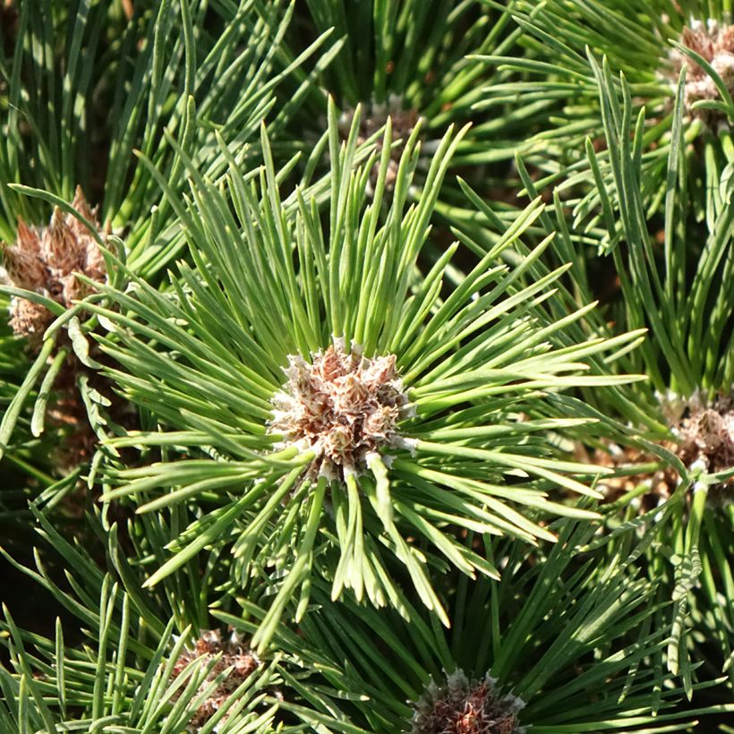 Pinus nigra Brégeon - Pinus nigra (Follaje)