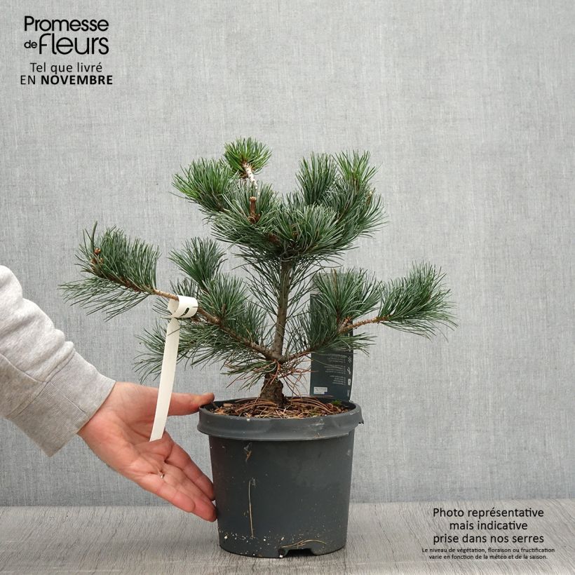 Ejemplar de Pinus parviflora Negishi - Pin blanc japonais Pot de 4L/5L entregado en otoño