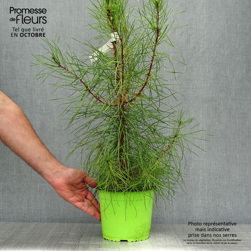 Ejemplar de Pinus pinaster - Pin maritime pot de 3L entregado en otoño