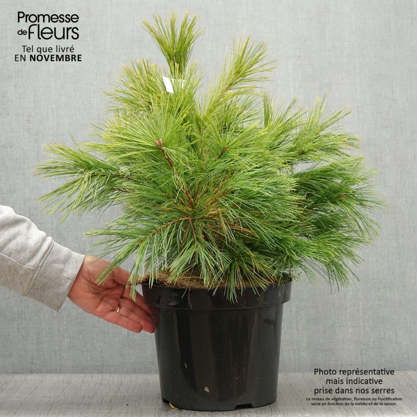 Ejemplar de Pinus strobus Minima - Pin de Weymouth en pot de 7,5/10L entregado en otoño