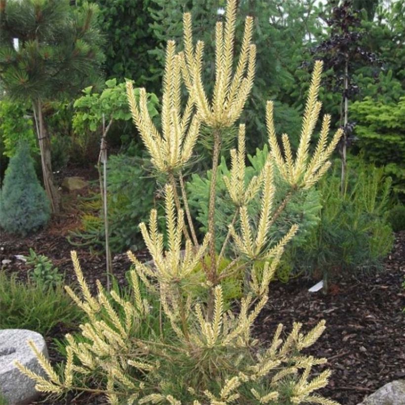 Pino silvestre Bialogon - Pinus sylvestris (Follaje)