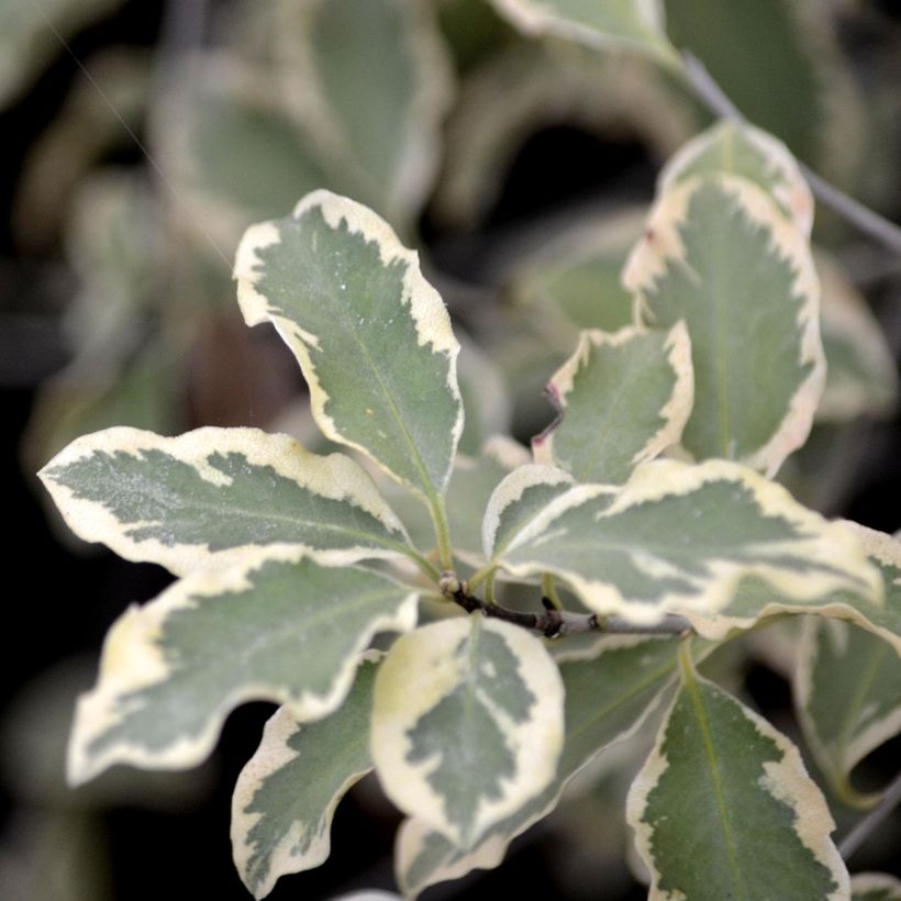 Pittosporum tenuifolium Variegatum (Follaje)