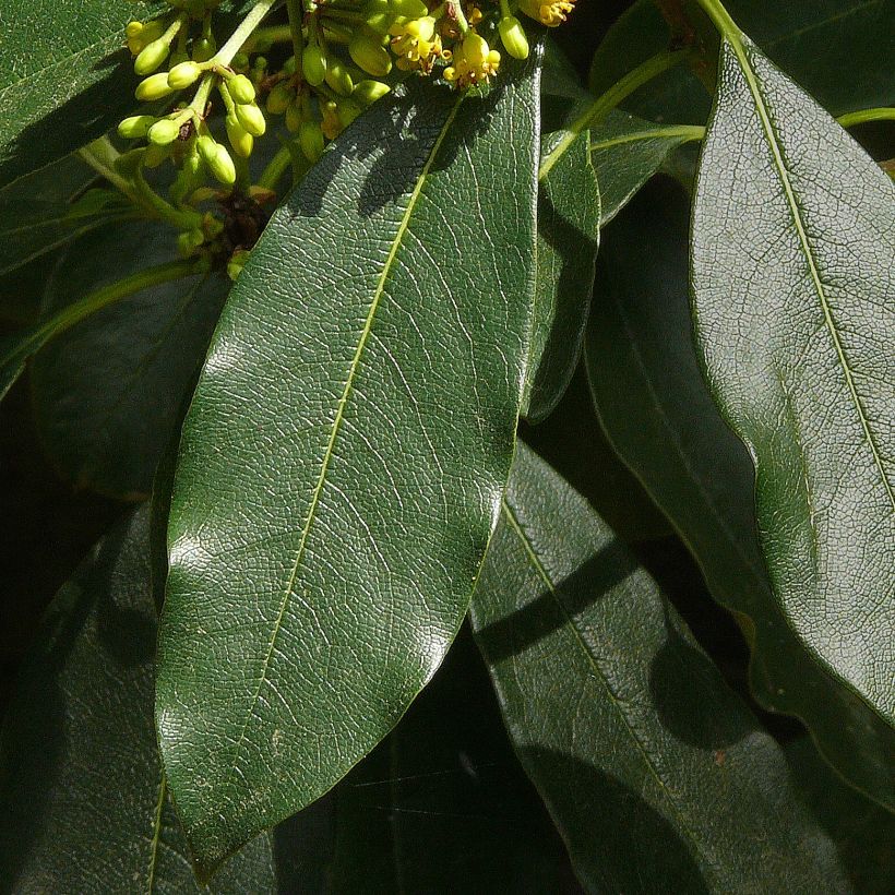 Pittosporum daphniphylloides (Follaje)