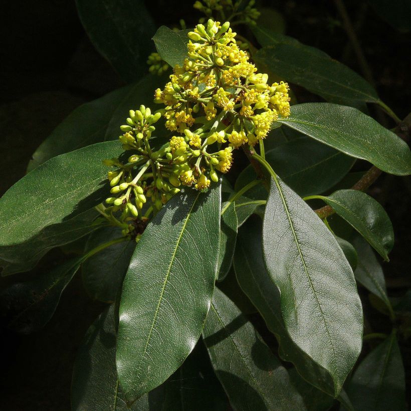 Pittosporum daphniphylloides (Floración)