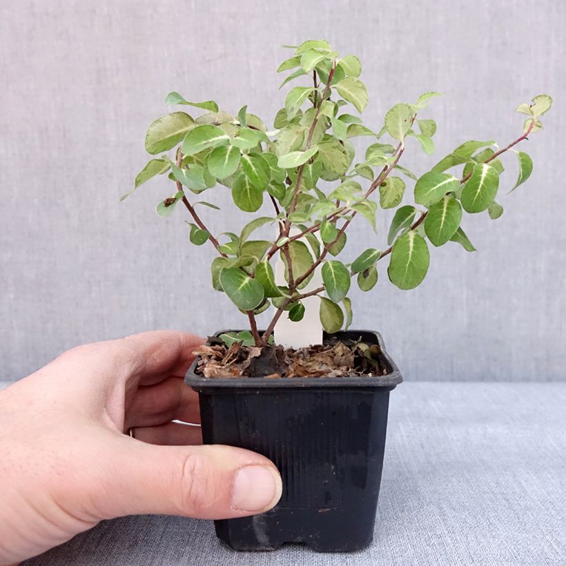 Pittosporum tenuifolium Brin de Soleil - Godet de 8/9 cm Ejemplar entregado en invierno