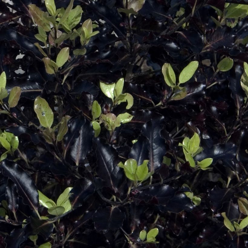 Pittosporum tenuifolium Dark Diva (Follaje)