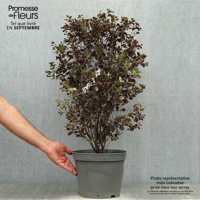 Ejemplar de Pittosporum tenuifolium Dark Diva - Pittospore à petites feuilles Pot de 7.5L entregado en otoño