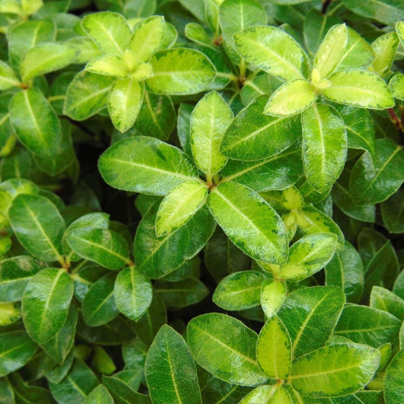 Pittosporum tenuifolium Golden Ball (Follaje)