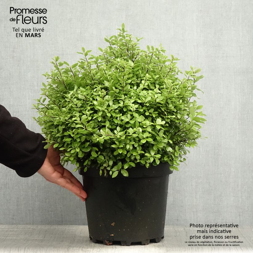 Pittosporum tenuifolium Golf ball - Pittosporum à petites feuilles Pot de 7L/10L Boule 30/40cm Ejemplar entregado en la primavera