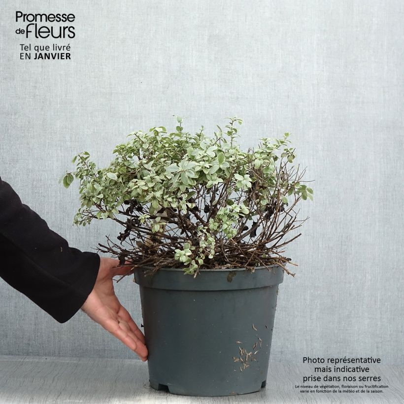 Pittosporum tenuifolium Silver Ball Ejemplar entregado en invierno