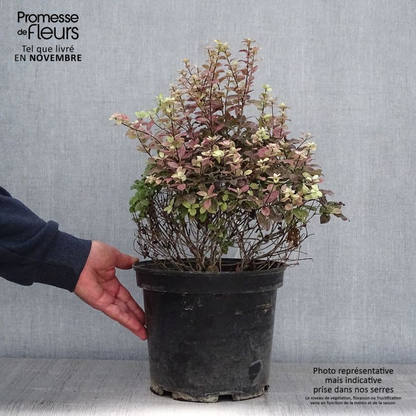 Ejemplar de Pittosporum tenuifolium Tom Thumb - Pittosporum à petites feuilles Pot de 7.5L/10L Boule 30/40cm entregado en otoño