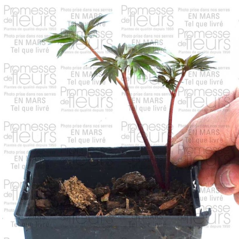 Ejemplo de ejemplar de Peonía tenuifolia - Peonía hoja de helecho tal y como se entrega