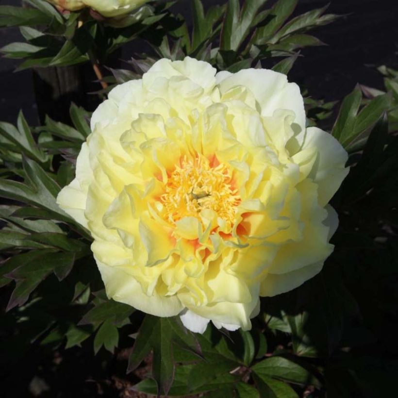 Peonia Itoh Bartzella (Floración)