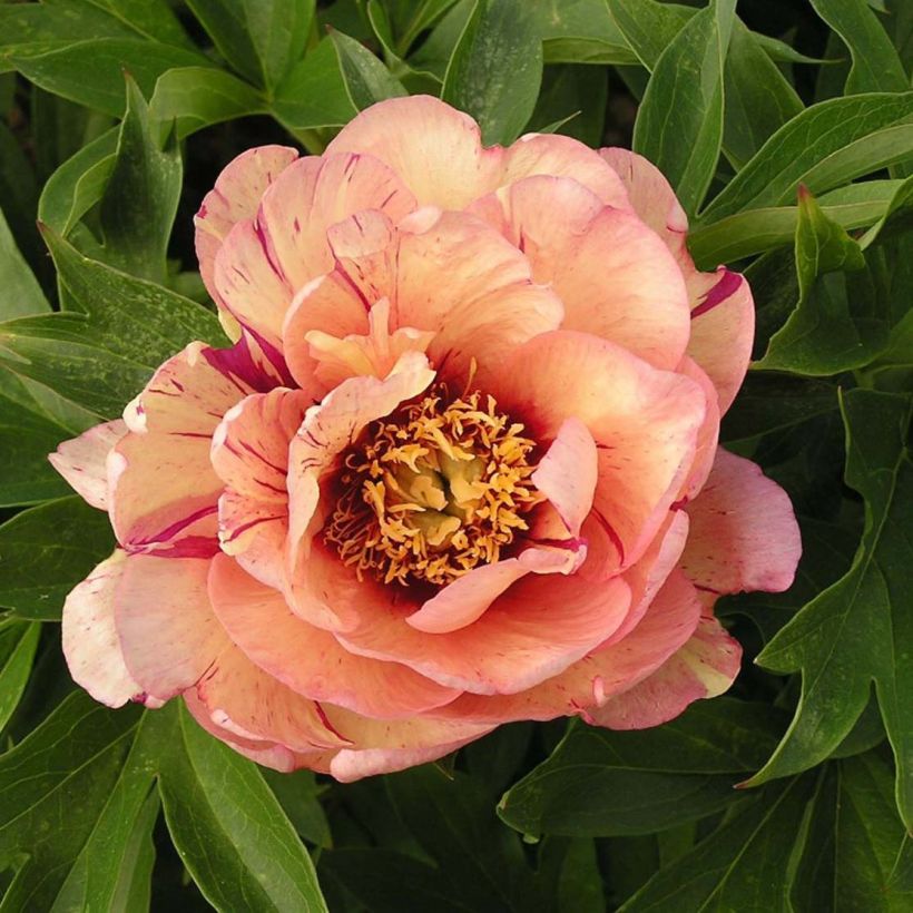 Peonia Itoh Callies Memory (Floración)