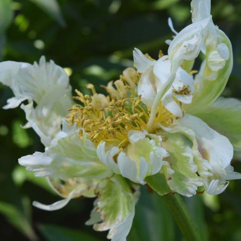 Peonia lactiflora Green Halo (Floración)