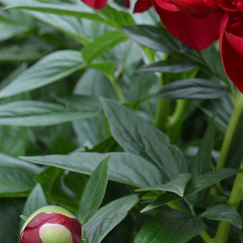 Peonia lactiflora Bockstoce (Follaje)