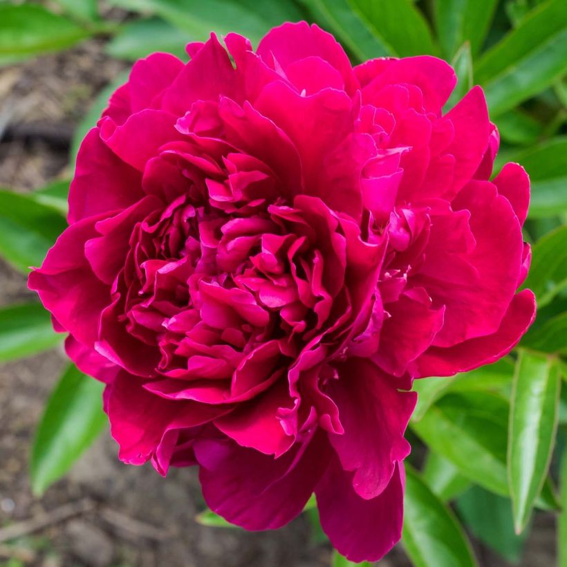 Peonia lactiflora Peonia (Floración)