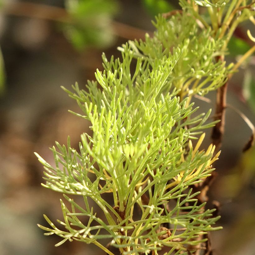 Planta de cola - Artemisia abrotanum var. maritima (Follaje)