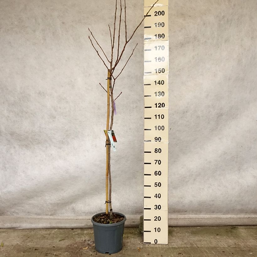 Ejemplar de Plaqueminier, Kaki - Diospyros kaki Sharon Pot de 12L/15L entregado en otoño