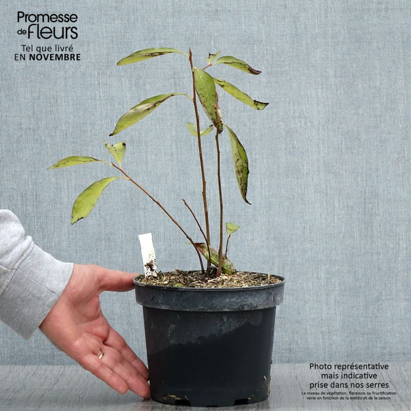 Ejemplar de Plaqueminier, Kaki - Diospyros lotus Pot de 2L/3L entregado en otoño