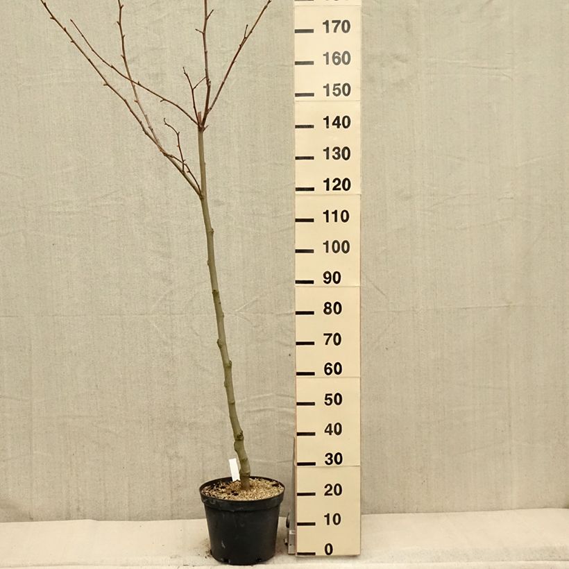 Platanus hispanica - Plátano de sombra Maceta 7,5L/10LAltura de entrega aprox. 100/125cm Ejemplar entregado en la primavera