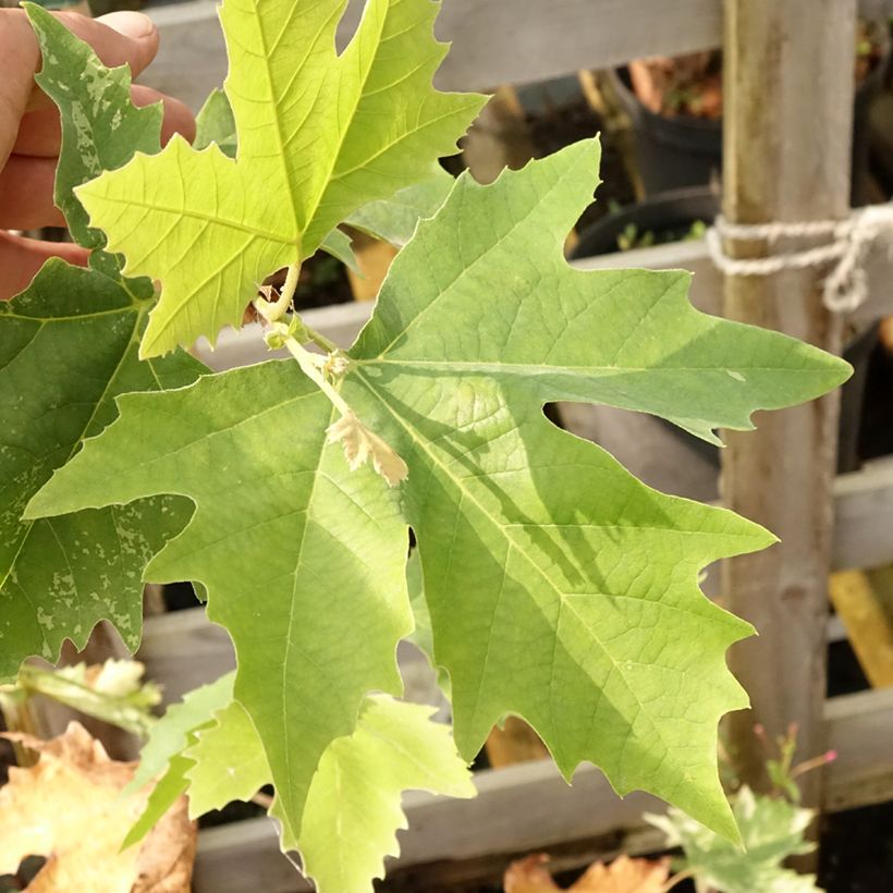 Platanus hispanica Suttneri - Plátano de sombra (Follaje)