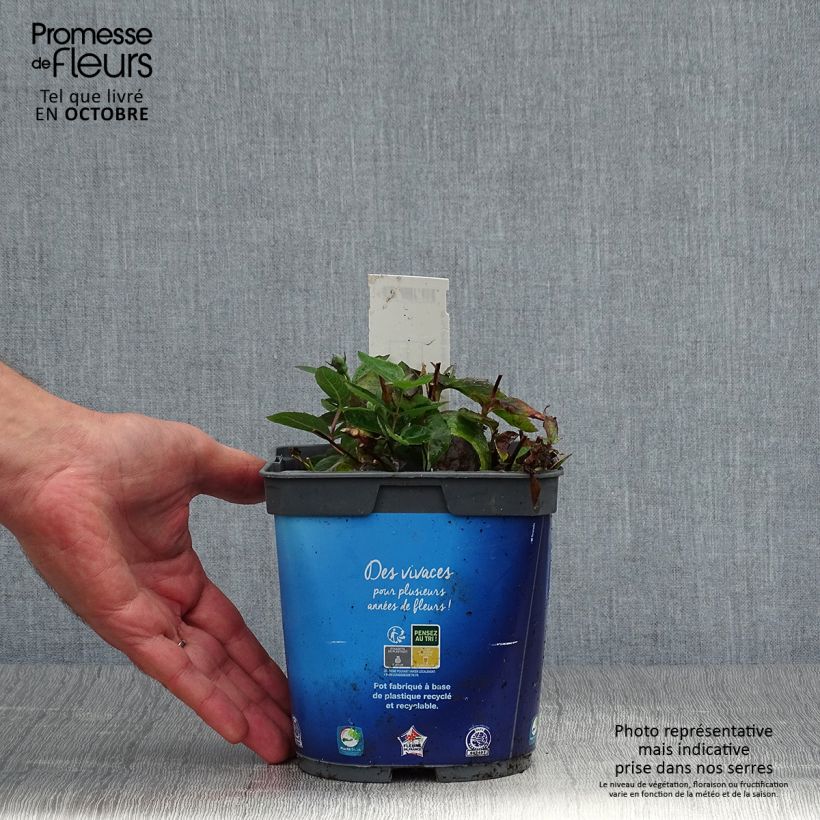 Ejemplar de Platycodon grandiflorus Astra Blue Pot de 2L/3L entregado en otoño