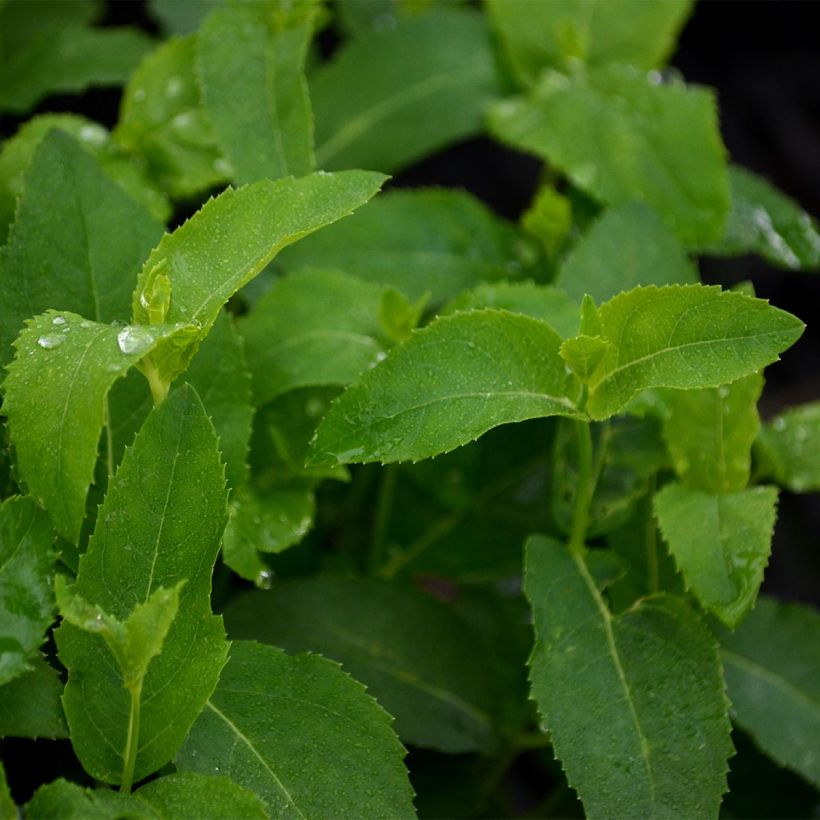 Platycodon grandiflorus Fuji White (Follaje)