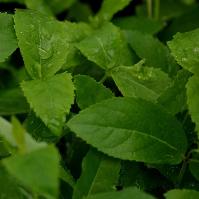 Platycodon grandiflorus Mariesii (Follaje)