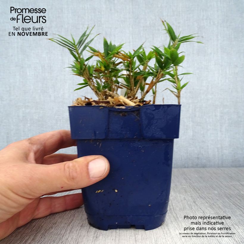 Ejemplar de Pleioblastus pygmaeus Distichus en pot 1L/1.5L - Bambou nain entregado en otoño