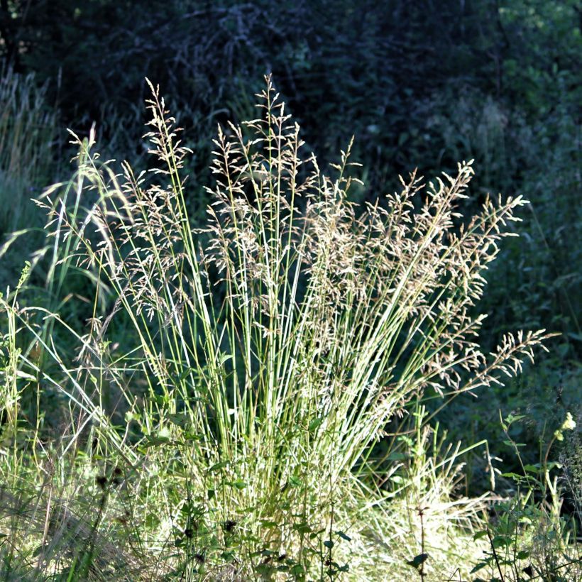 Poa chaixii (Floración)