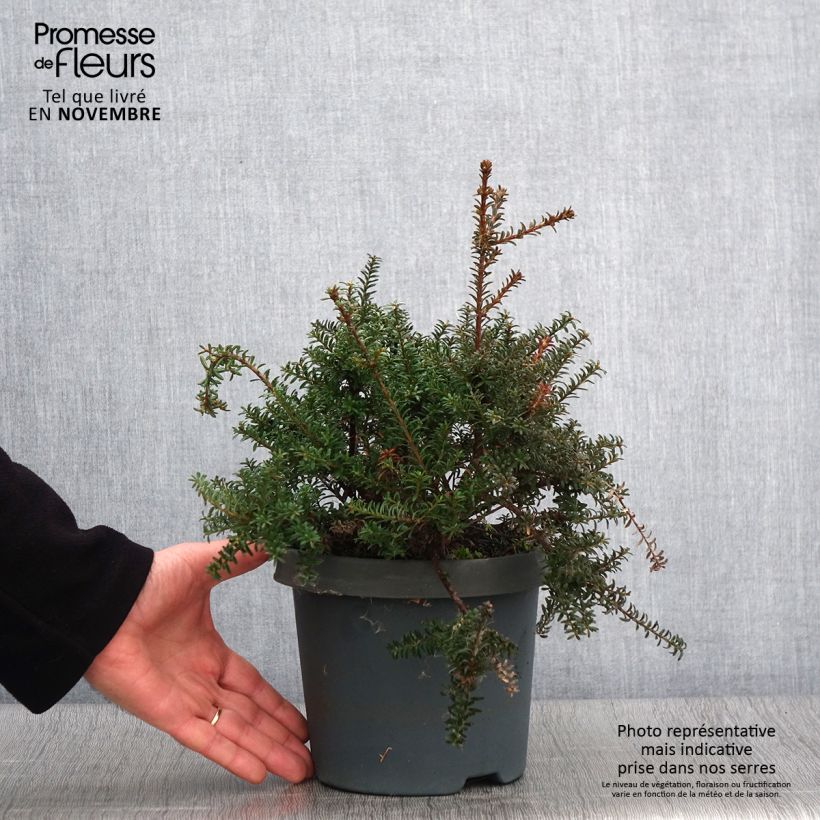 Ejemplar de Podocarpus lawrencii Red Tip Pot de 2L/3L entregado en otoño