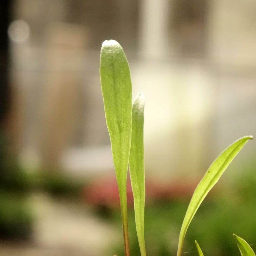 Pogonia ophioglossoides (Follaje)