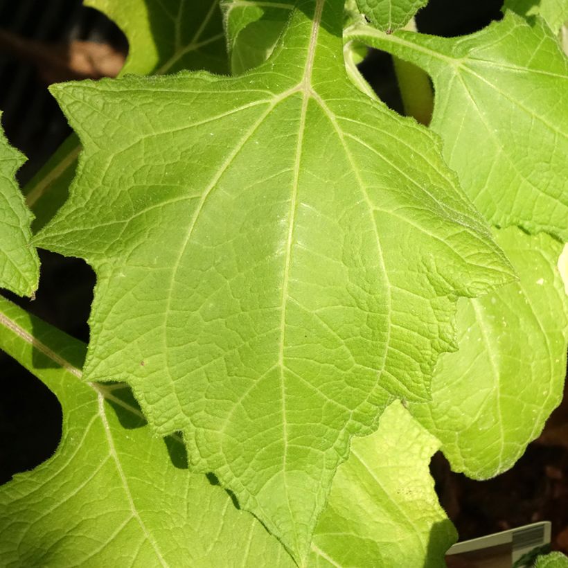 Yacón - Smallanthus sonchifolius (Follaje)