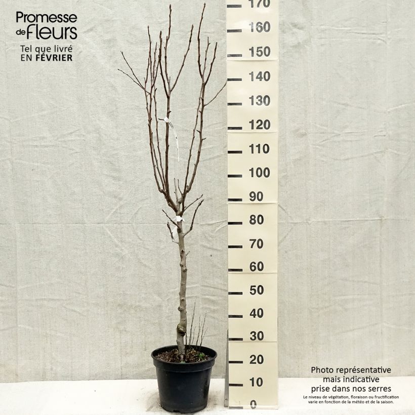 Poirier - Pyrus communis General Leclerc Gobelet en pot de 7,5l/10l Ejemplar entregado en invierno