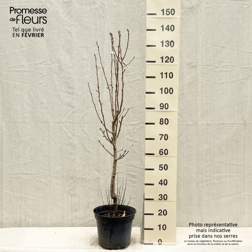 Poirier - Pyrus communis Jeanne Darc Gobelet en pot de 7,5l/10l Ejemplar entregado en invierno