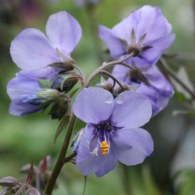 Polemonium Bressingham Purple (Floración)