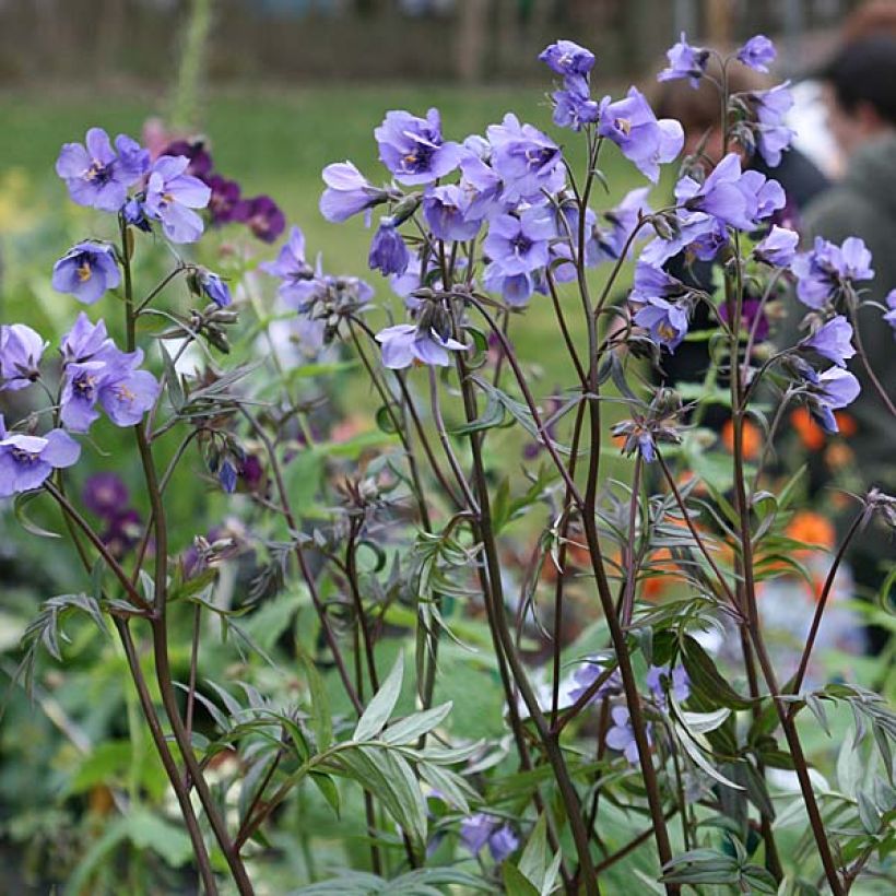 Polemonium Bressingham Purple (Porte)