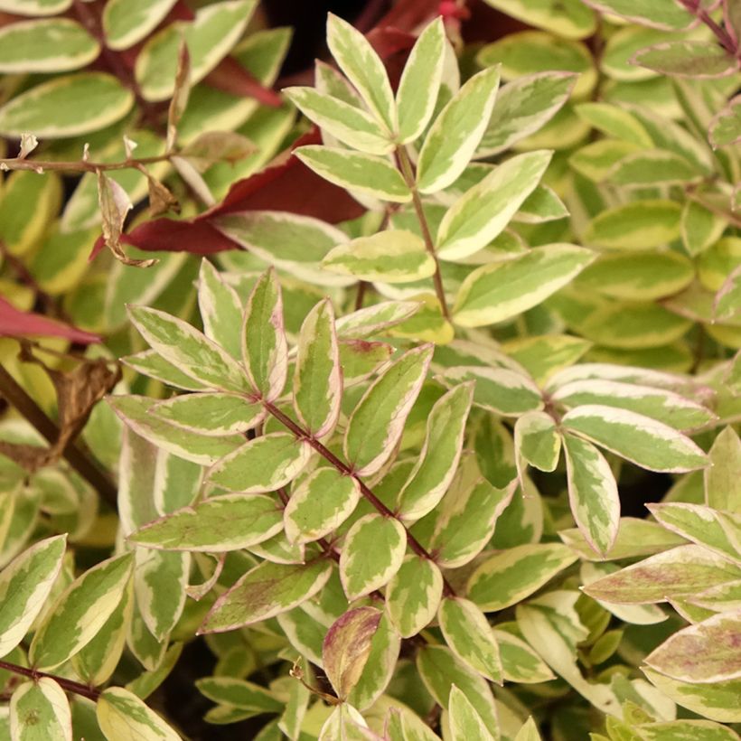 Polemonium pulcherrimum Golden Feathers (Follaje)