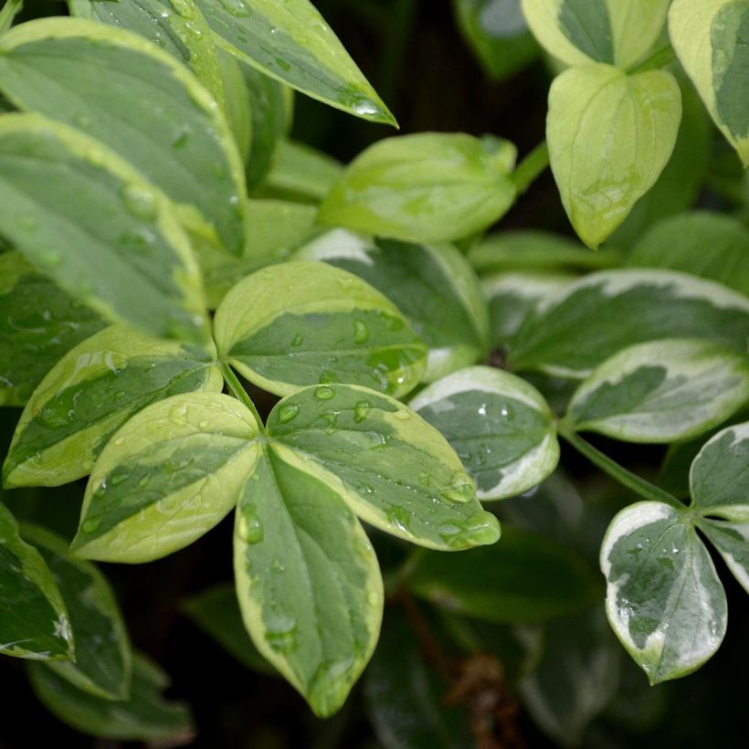 Polemonium reptans Stairway to Heaven (Follaje)