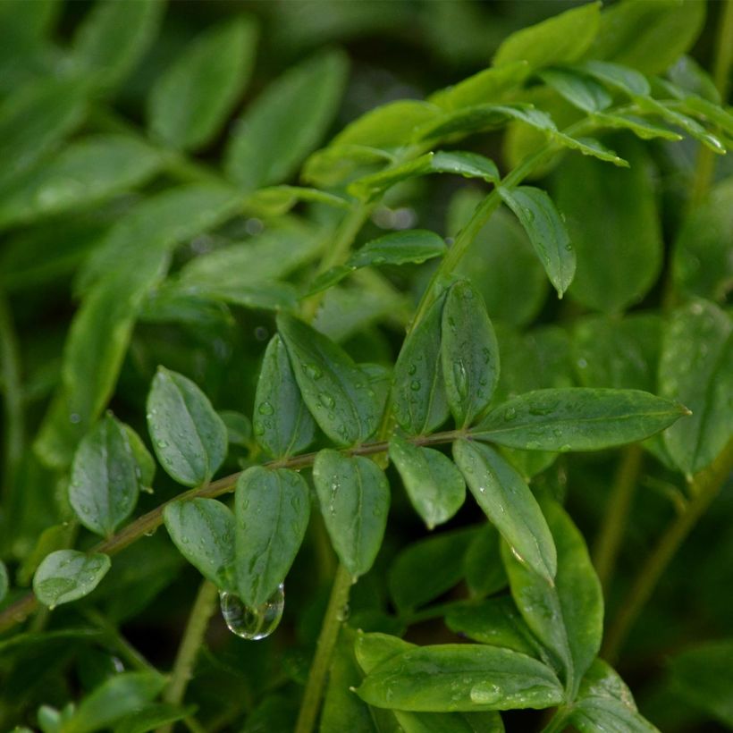 Polemonium Bressingham Purple (Follaje)