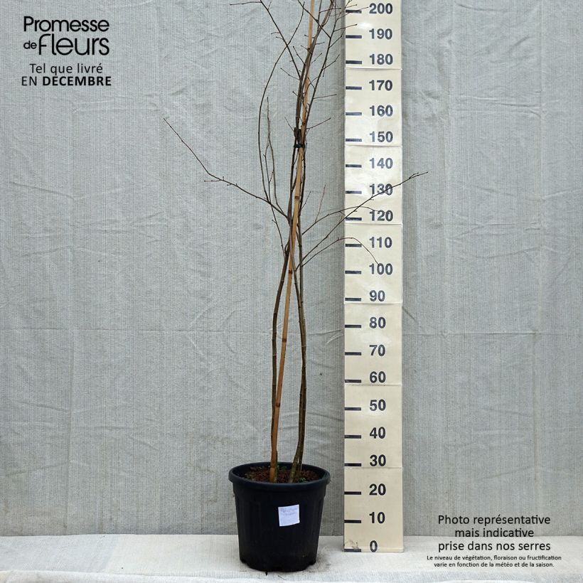 Poliothyrsis sinensis - Arbre aux fleurs de perles - Pot de 20L Ejemplar entregado en invierno