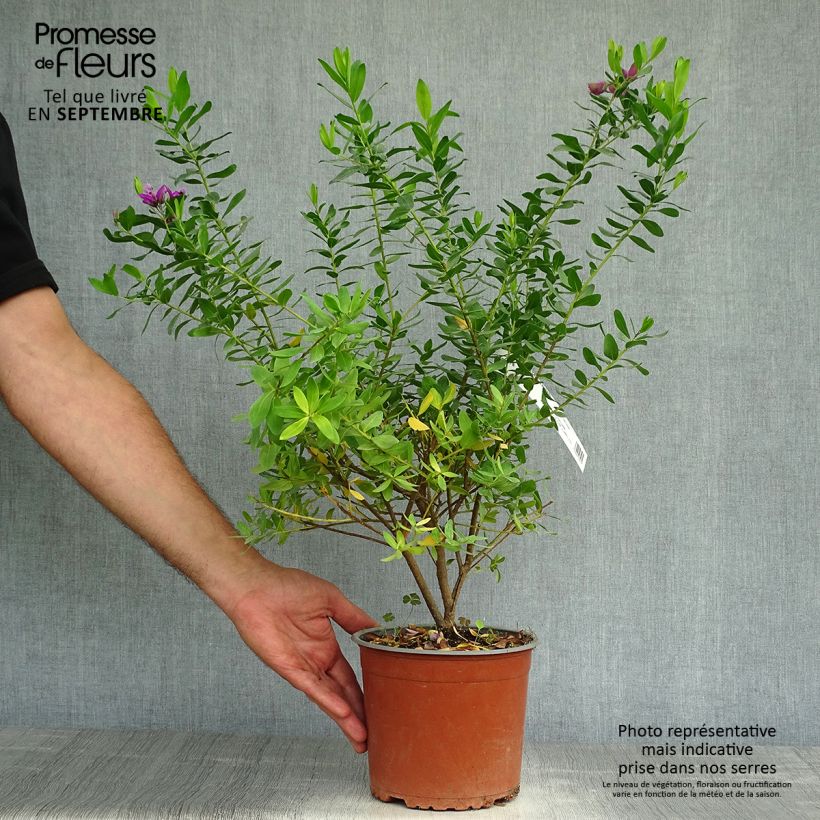 Ejemplar de Polygala myrtifolia - Polygale à feuilles de myrte Pot de 2L/3L entregado en otoño