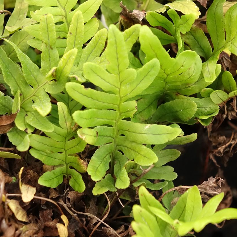 Polypodium cambricum Whitley Giant - Helecho (Follaje)