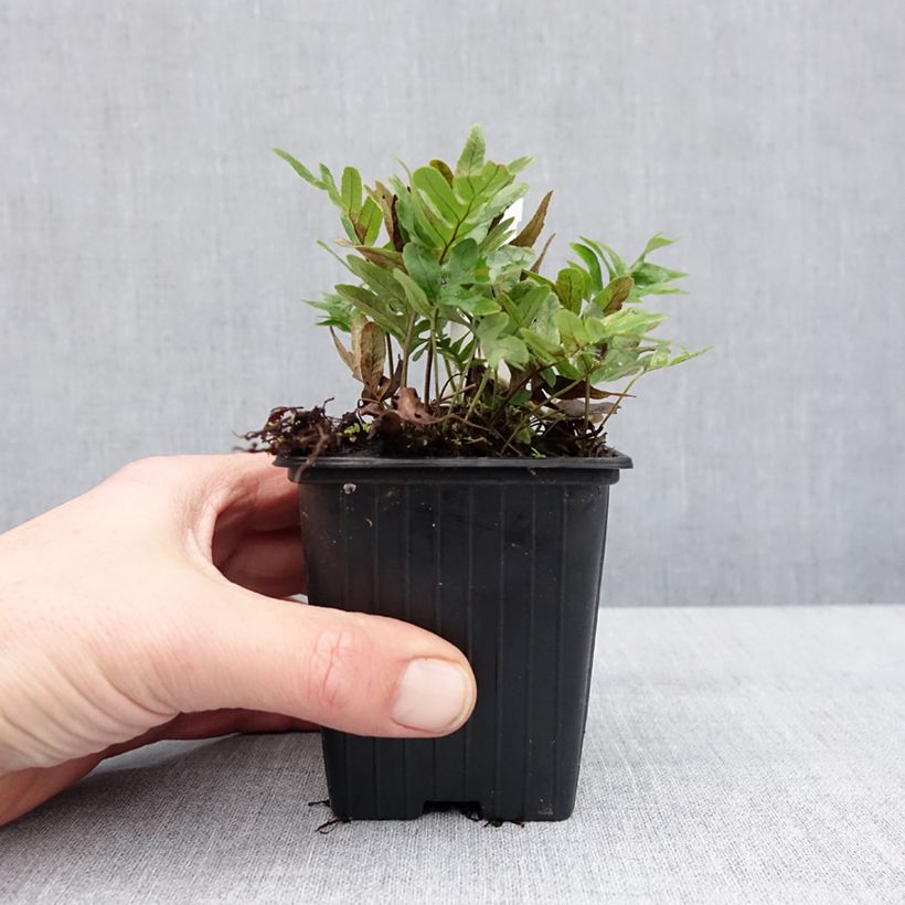 Polypodium cambricum Whitley Giant - Helecho Maceta de 8/9 cm Ejemplar entregado en invierno